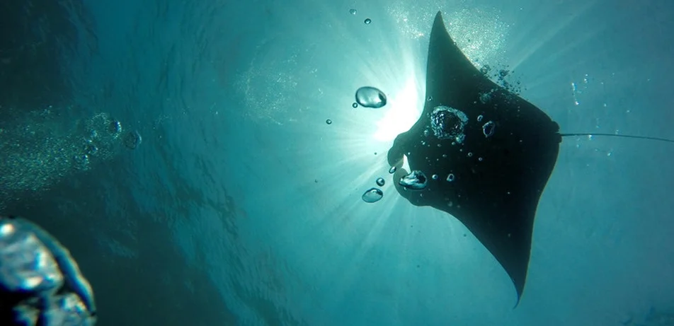 Adventure Divers Bali